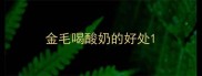 金毛喝酸奶的好处