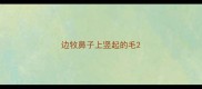 边牧鼻子上竖起的毛
