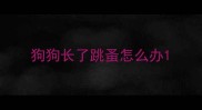 狗狗长了跳蚤怎么办