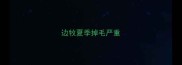 边牧夏季掉毛严重