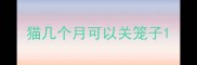 猫几个月可以关笼子