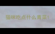 猫咪吃点什么青菜