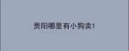 贵阳哪里有小狗卖