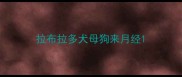 拉布拉多犬母狗来月经