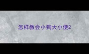 怎样教会小狗大小便