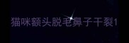 猫咪额头脱毛鼻子干裂