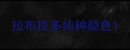 拉布拉多纯种颜色