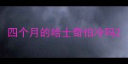 四个月的哈士奇怕冷吗