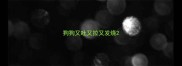 狗狗又吐又拉又发烧