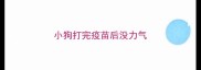 小狗打完疫苗后没力气
