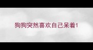 狗狗突然喜欢自己呆着