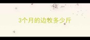 3个月的边牧多少斤