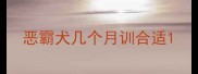 恶霸犬几个月训合适