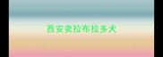 西安卖拉布拉多犬