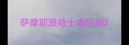萨摩耶跟哈士奇区别
