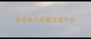 金毛来月经要注意什么