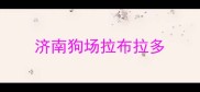 济南狗场拉布拉多
