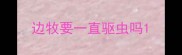 边牧要一直驱虫吗