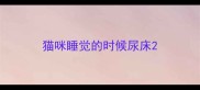 猫咪睡觉的时候尿床
