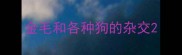 金毛和各种狗的杂交