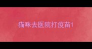 猫咪去医院打疫苗