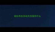 给拉布拉多幼犬洗澡用什么