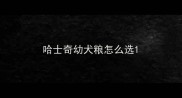 哈士奇幼犬粮怎么选