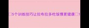 5个训练技巧让拉布拉多吃饭慢更健康