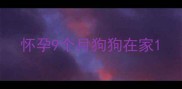 怀孕9个月狗狗在家