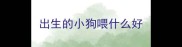 出生的小狗喂什么好