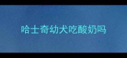 哈士奇幼犬吃酸奶吗