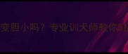 边牧被过度打骂会变胆小吗专业训犬师教你5招纠正胆小纠正方法