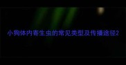 小狗体内寄生虫的常见类型及传播途径