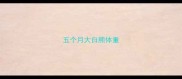 五个月大白熊体重