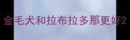 金毛犬和拉布拉多那更好