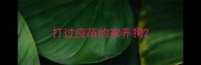 打过疫苗的家养狗