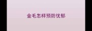 金毛怎样预防忧郁