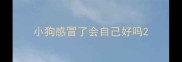小狗感冒了会自己好吗