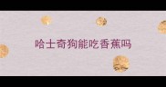 哈士奇狗能吃香蕉吗