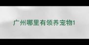 广州哪里有领养宠物