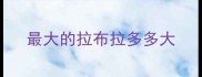 最大的拉布拉多多大