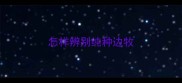 怎样辨别纯种边牧