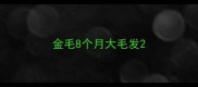 金毛8个月大毛发