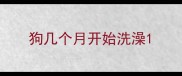 狗几个月开始洗澡