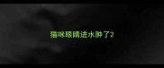 猫咪眼睛进水肿了