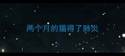 两个月的猫得了肺炎