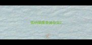 雪纳瑞跟泰迪杂交