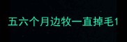 五六个月边牧一直掉毛