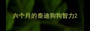 六个月的泰迪狗狗智力