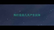 狗打疫苗几天产生抗体